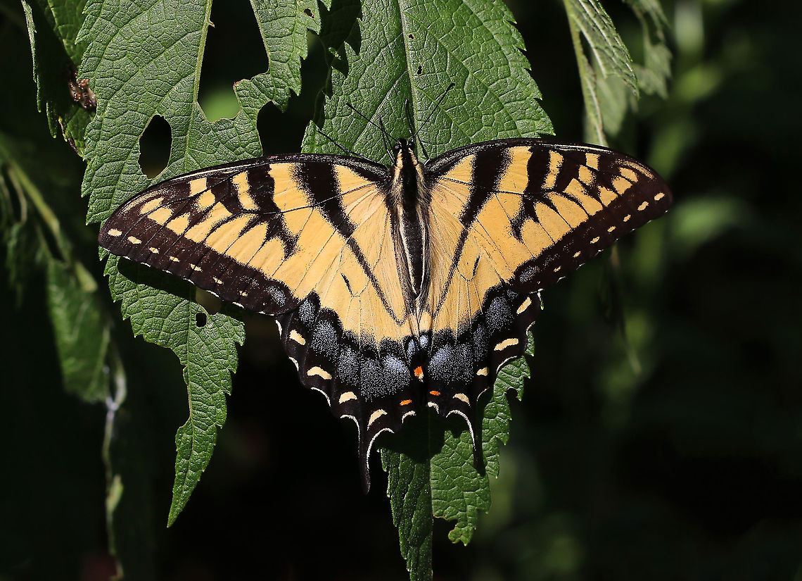Eastern Tiger Swallowtail - Papilio glaucus Fun fact:  The first known drawing of a North American butterfly was of an Eastern Tiger Swallowtail. In 1587, John White drew the picture while on an expedition and named it &quot;mamankanois&quot;, which is a Native American word meaning butterfly.<br />
<br />
Habitat: Rural garden Eastern Tiger Swallowtail,Geotagged,Papilio glaucus,Summer,United States,butterfly,papilio,swallowtail