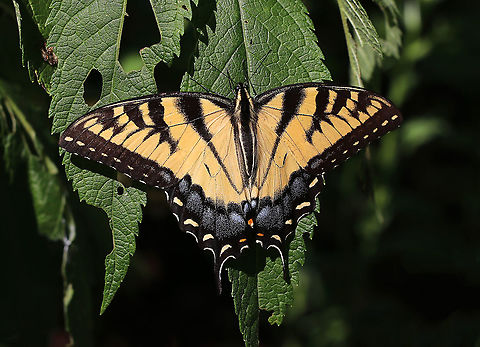 Eastern Tiger Swallowtail - Papilio glaucus Fun fact:  The first known drawing of a North American butterfly was of an Eastern Tiger Swallowtail. In 1587, John White drew the picture while on an expedition and named it "mamankanois", which is a Native American word meaning butterfly.

Habitat: Rural garden Eastern Tiger Swallowtail,Geotagged,Papilio glaucus,Summer,United States,butterfly,papilio,swallowtail