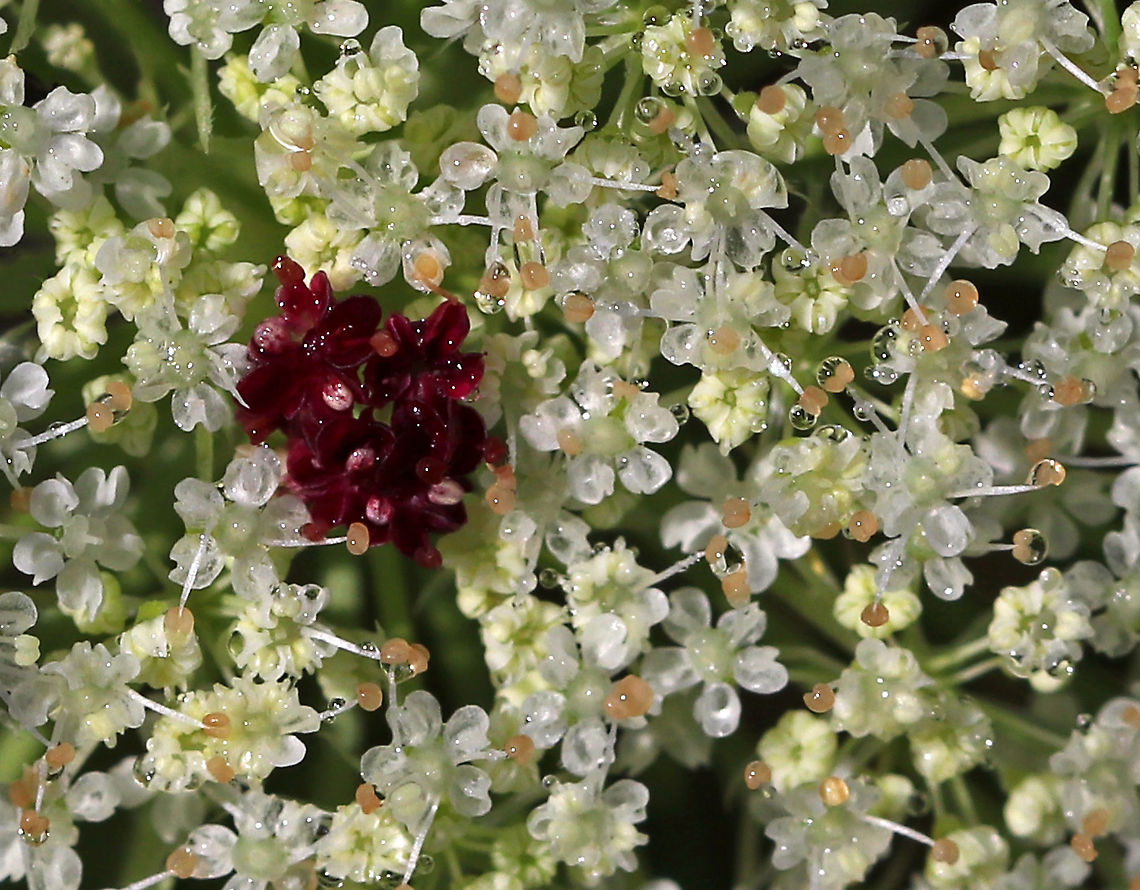 Wild Carrot - Daucus carota The tiny red flower in the center of the flower umbel is colored by anthocyanin, and it&#039;s purpose is to attract insects.<br />
<br />
Habitat: Meadow Daucus,Daucus carota,Geotagged,Queen Anne's Lace,Summer,United States,Wild carrot