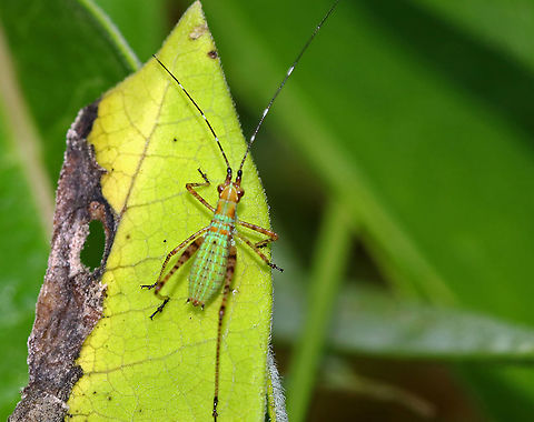 Fork-tailed Bush Katydid Nymph - Scudderia furcata Habitat: Rural garden Fork-tailed Bush Katydid,Fork-tailed Bush Katydid Nymph,Geotagged,Scudderia,Scudderia furcata,Summer,United States,katydid nymph,nymph