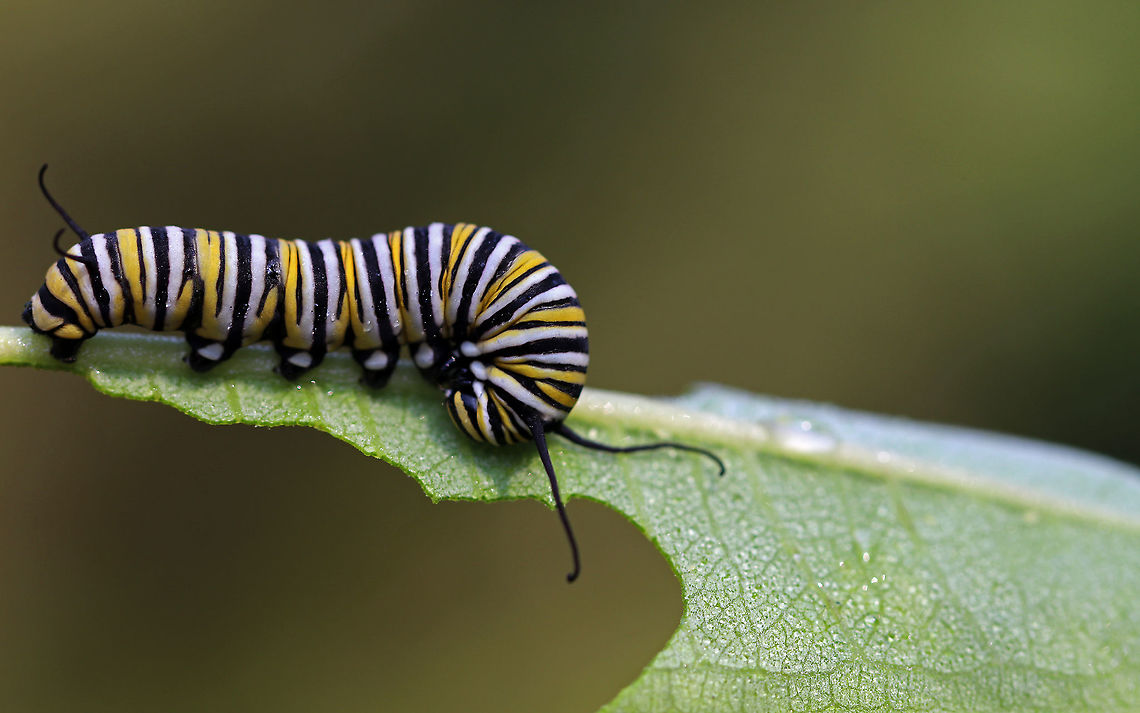 Monarch Caterpillar - Danaus plexippus Monarch Caterpillar - Danaus plexippus<br />
Monarch larva with a complex banding pattern of white, yellow, and black stripes. The white dots on the prolegs, in addition to its large size indicate that this is probably a 5th instar larva.<br />
<br />
Habitat: Milkweed in a meadow Danaus plexippus,Geotagged,Monarch butterfly,Summer,United States,caterpillar,larva,monarch larva