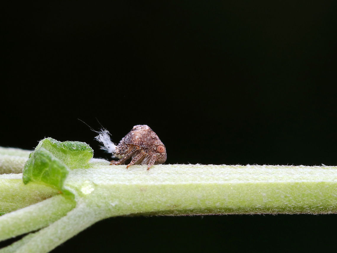 Planthopper Nymph - Acanalonia sp. What a cutie with its fluffy bum!<br />
<br />
Habitat: Rural garden Acanalonia,Geotagged,Summer,United States,nymph,planthopper,planthopper nymph