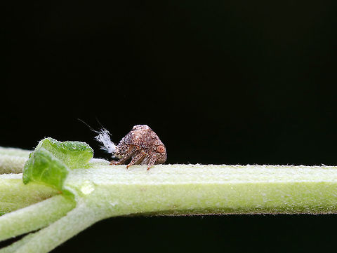 Planthopper Nymph - Acanalonia sp. What a cutie with its fluffy bum!

Habitat: Rural garden Acanalonia,Geotagged,Summer,United States,nymph,planthopper,planthopper nymph