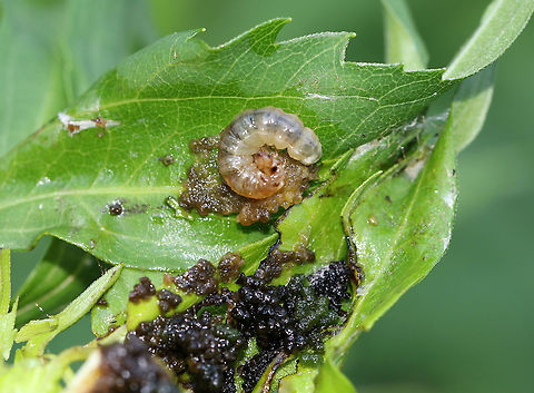 Larva - Unknown ID I found this larva inside a leaf shelter with all of that frass! It was literally overflowing with poop.

Habitat: Rudbeckia laciniata in a rural garden
https://www.jungledragon.com/image/86252/leaf_shelter_on_rudbeckia_lacinata.html Geotagged,Summer,United States,caterpillar,larva,leaf shelter