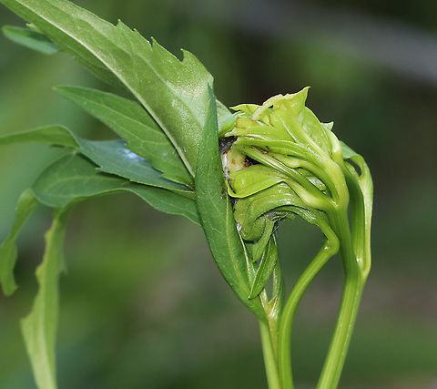Leaf shelter on Rudbeckia lacinata Inside was a larva with lots of frass

Habitat: rural garden
https://www.jungledragon.com/image/86251/larva_-_unknown_id.html Cutleaf coneflower,Geotagged,Rudbeckia laciniata,Summer,United States,leaf shelter