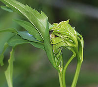 Leaf shelter on Rudbeckia lacinata Inside was a larva with lots of frass<br />
<br />
Habitat: rural garden<br />
https://www.jungledragon.com/image/86251/larva_-_unknown_id.html Cutleaf coneflower,Geotagged,Rudbeckia laciniata,Summer,United States,leaf shelter