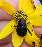 Oriental Beetle (Dark Form) - Exomala orientalis This delightful weirdo had me stumped at first. It looked so much like E. orientalis, except for the coloration. I finally figured out that there was a dark form of this species and that this was it!<br />
<br />
Habitat: Rural garden<br />
https://www.jungledragon.com/image/86347/oriental_beetle_dark_form_-_exomala_orientalis.html Exomala orientalis,Exomala orientalis dark form,Geotagged,Oriental beetle,Summer,United States,beetle,dark form,dark oriental beetle,exomala