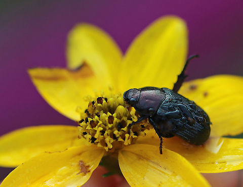 Oriental Beetle (Dark Form) - Exomala orientalis This delightful weirdo had me stumped at first. It looked so much like E. orientalis, except for the coloration. I finally figured out that there was a dark form of this species and that this was it!

Habitat: Rural garden
https://www.jungledragon.com/image/86346/oriental_beetle_dark_form_-_exomala_orientalis.html Exomala orientalis,Geotagged,Oriental beetle,Summer,United States