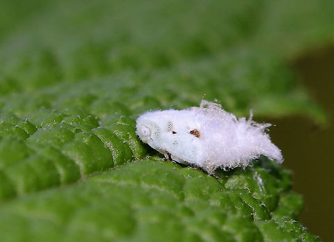 Planthopper Nymph - Flatormenis proxima As cute as a puppy <3!

Habitat: Rural garden
https://www.jungledragon.com/image/86349/citrus_flatid_planthopper_nymph_-_metcalfa_pruinosa.html Flatormenis proxima,Geotagged,Northern flatid planthopper,Summer,United States,nymph,planthopper nymph