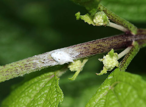 Planthopper Nymph - Flatormenis proxima As cute as a puppy <3!

Habitat: Rural garden
https://www.jungledragon.com/image/86348/citrus_flatid_planthopper_nymph_-_metcalfa_pruinosa.html Flatormenis proxima,Geotagged,Northern flatid planthopper,Summer,United States