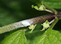 Planthopper Nymph - Flatormenis proxima As cute as a puppy <3!<br />
<br />
Habitat: Rural garden<br />
https://www.jungledragon.com/image/86348/citrus_flatid_planthopper_nymph_-_metcalfa_pruinosa.html Flatormenis proxima,Geotagged,Northern flatid planthopper,Summer,United States
