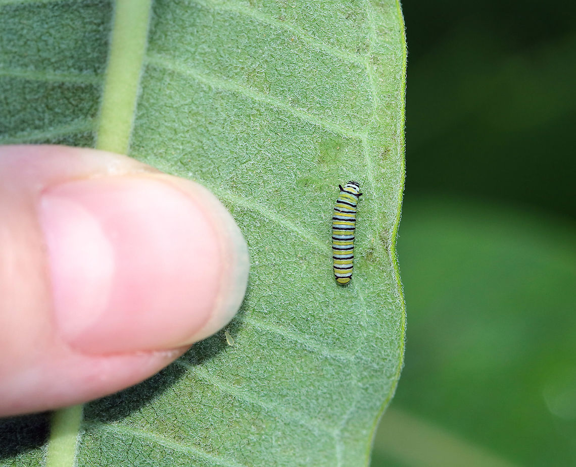 Monarch Caterpillar - Danaus plexippus This tiny caterpillar was about 8 mm long, making it a 2nd instar. <br />
<br />
Habitat: Milkweed in a meadow Danaus,Danaus plexippus,Geotagged,Monarch butterfly,Summer,United States,caterpillar,larva,monarch caterpillar