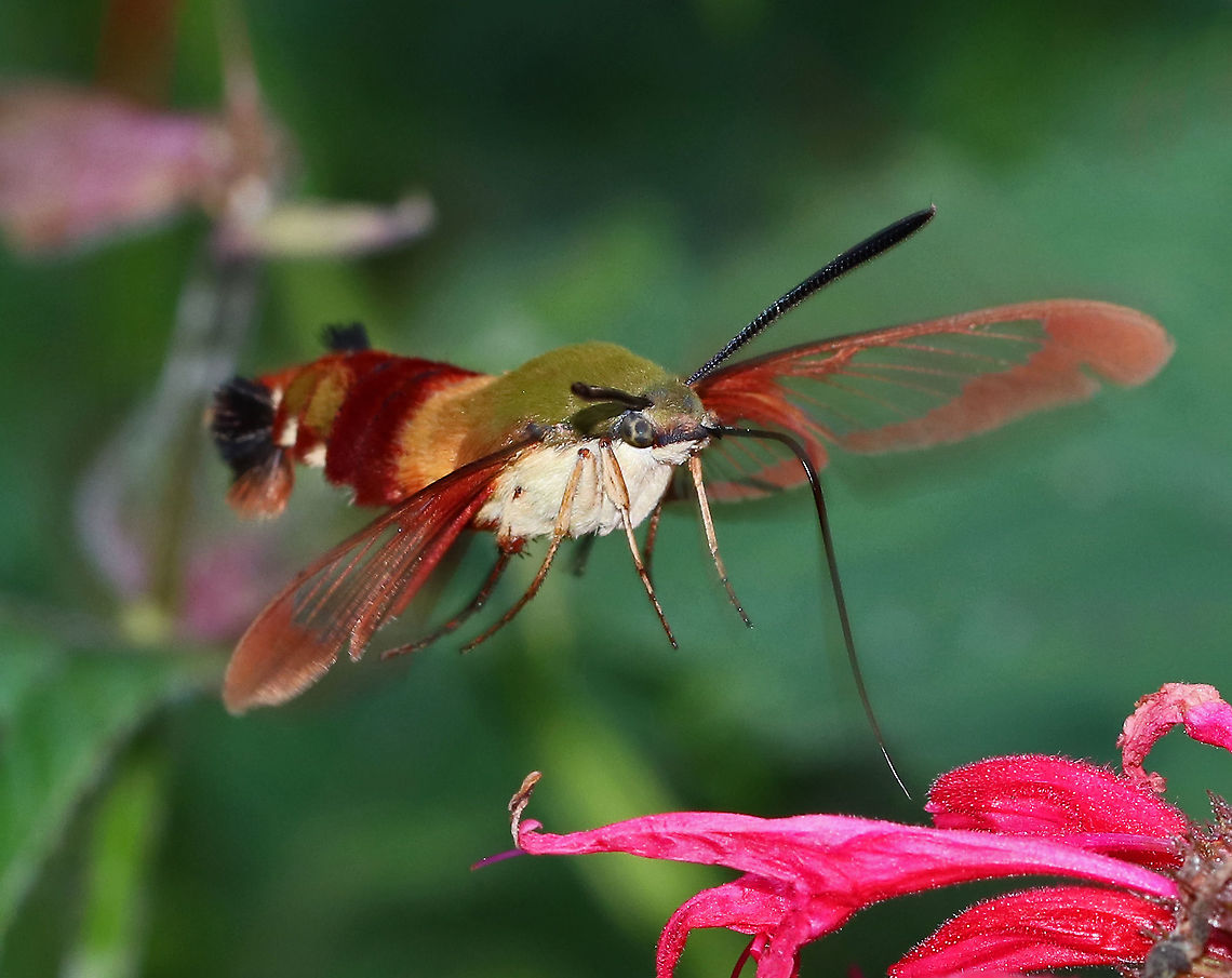 Hummingbird Clearwing Moth - Hemaris thysbe <br />
Appearance is variable. The thorax is olive in color dorsally and pale yellow ventrally. The abdomen is dark burgundy dorsally and ventrally with light olive/dark golden patches dorsally. Wings are mostly clear with reddish brown terminal borders.<br />
<br />
Habitat: Rural garden Geotagged,Hemaris thysbe,Hummingbird Clearwing,Summer,United States,hummingbird moth,moth