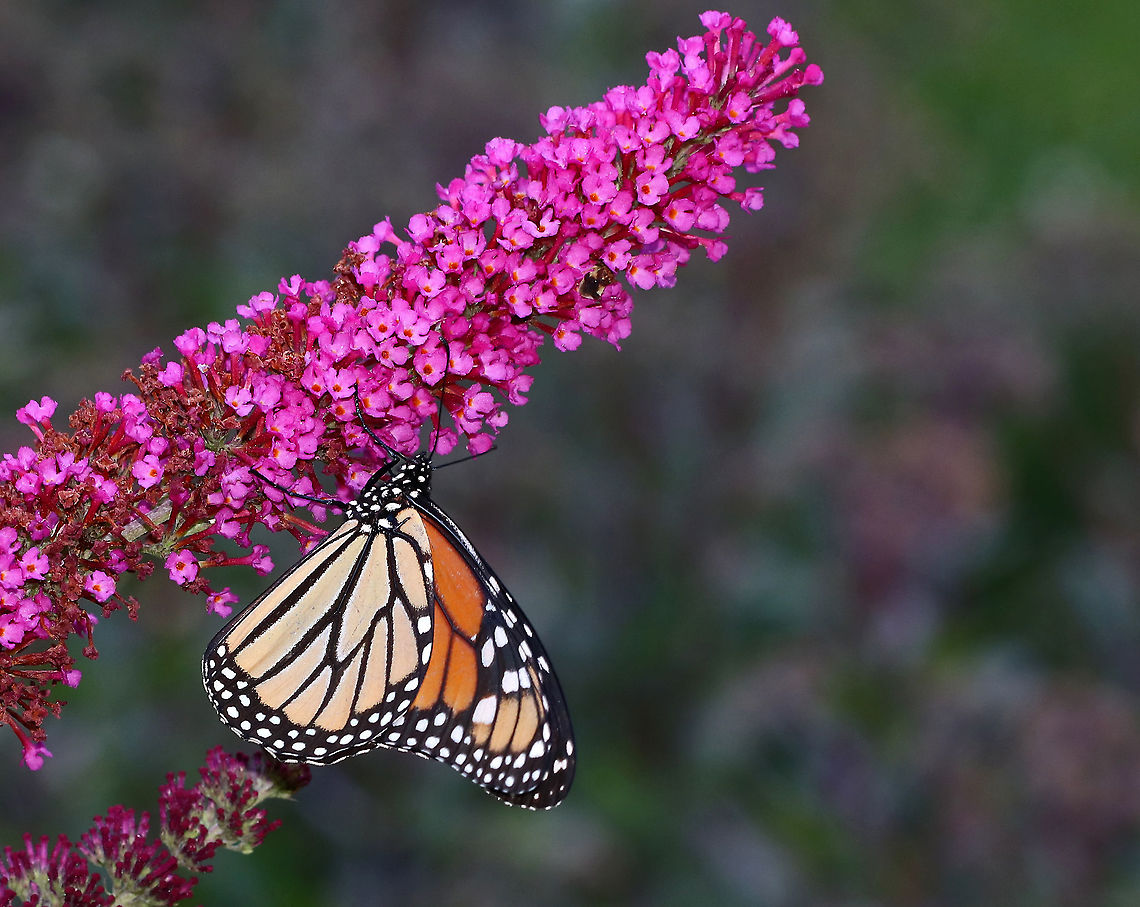 Monarch Butterfly - Danaus plexippus Habitat: Rural garden Danaus,Danaus plexippus,Geotagged,Monarch butterfly,Summer,United States,butterfly,monarch