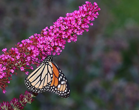 Monarch Butterfly - Danaus plexippus Habitat: Rural garden Danaus,Danaus plexippus,Geotagged,Monarch butterfly,Summer,United States,butterfly,monarch