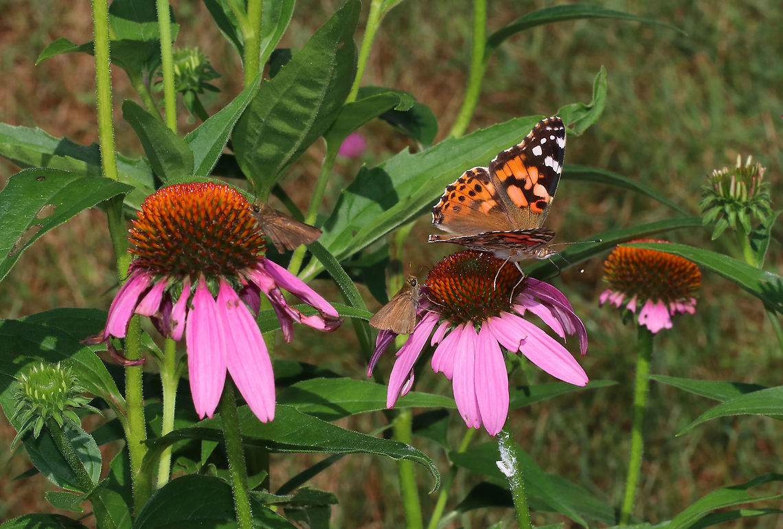 Painted Lady Butterfly - Vanessa cardui This garden was buzzing with bugs. Just in this photo, there are 2 skippers, a planthopper (white fuzzy blob on echinacea stem), and the painted lady!<br />
<br />
Habitat: Rural garden Geotagged,Summer,United States,Vanessa cardui,Vanessa carduui,butterfly,painted lady