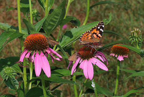 Painted Lady Butterfly - Vanessa cardui This garden was buzzing with bugs. Just in this photo, there are 2 skippers, a planthopper (white fuzzy blob on echinacea stem), and the painted lady!

Habitat: Rural garden Geotagged,Summer,United States,Vanessa cardui,Vanessa carduui,butterfly,painted lady