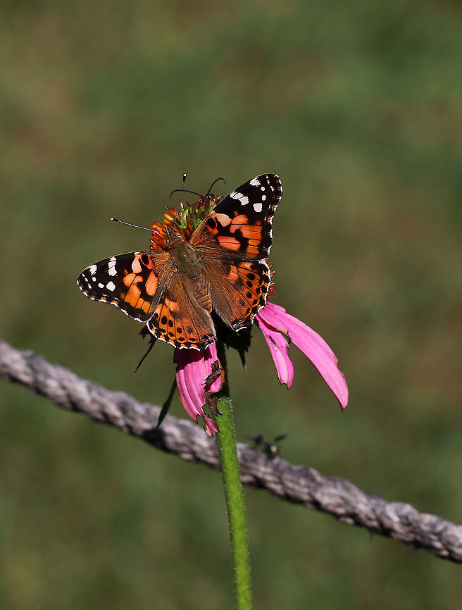 Painted Lady Butterfly - Vanessa cardui *Note the fly on the rope in the background - it flew away before I could get a closer look.<br />
<br />
Habitat: Rural garden Geotagged,Painted Lady,Summer,United States,Vanessa cardui,butterfly