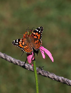 Painted Lady Butterfly - Vanessa cardui *Note the fly on the rope in the background - it flew away before I could get a closer look.

Habitat: Rural garden Geotagged,Painted Lady,Summer,United States,Vanessa cardui,butterfly