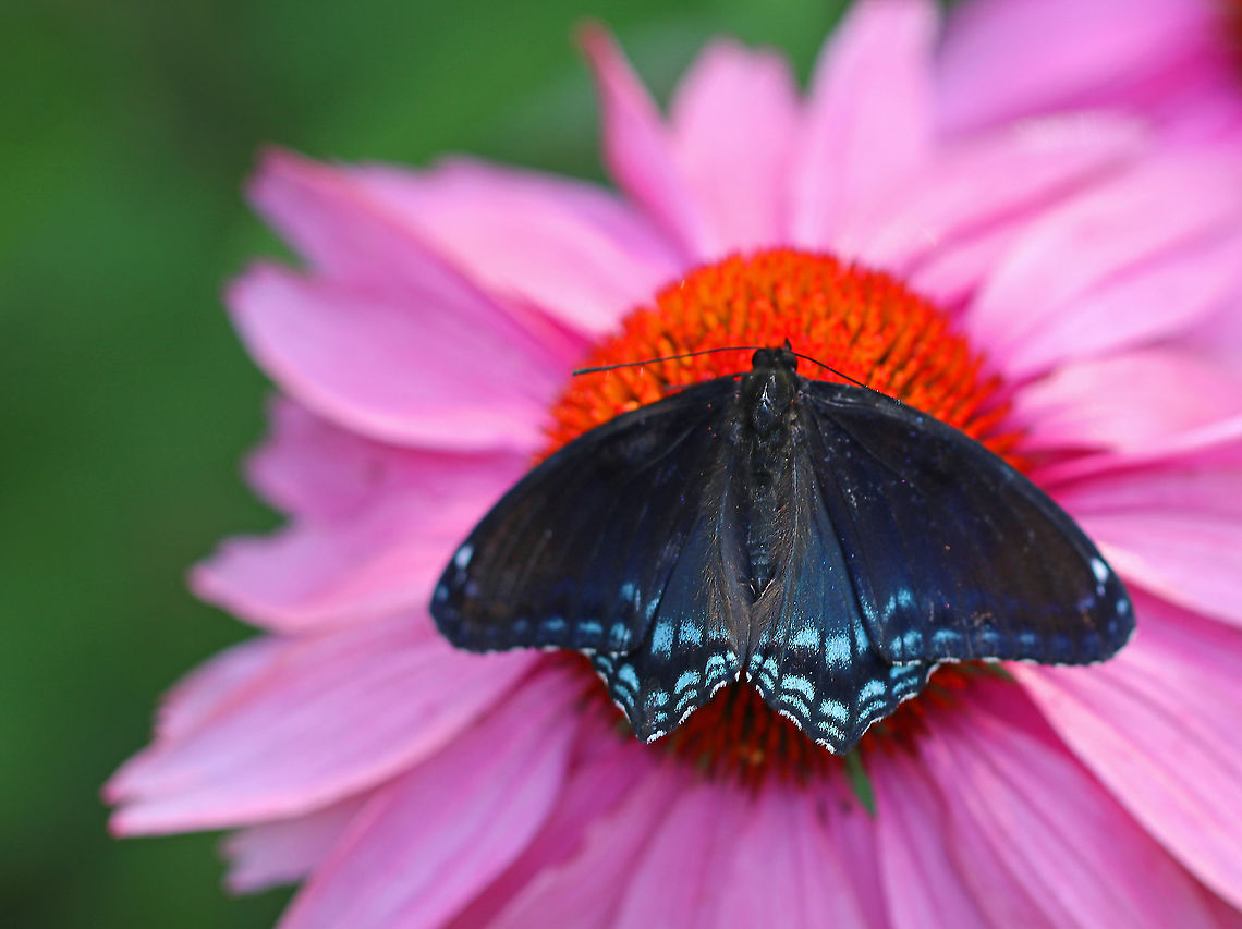 Red-spotted Purple - Limenitis arthemis I found this butterfly dead and upside down in a garden. I placed it on this flower to get a photo.<br />
<br />
Habitat: Rural garden<br />
<figure class="photo"><a href="https://www.jungledragon.com/image/86451/red-spotted_purple_-_limenitis_arthemis.html" title="Red-spotted Purple - Limenitis arthemis"><img src="https://s3.amazonaws.com/media.jungledragon.com/images/3232/86451_thumb.jpg?AWSAccessKeyId=05GMT0V3GWVNE7GGM1R2&Expires=1767225610&Signature=HnMvFV7oOX670QWW3Y8WF9ijphQ%3D" width="200" height="140" alt="Red-spotted Purple - Limenitis arthemis I found this butterfly dead and upside down in a garden. <br />
<br />
Habitat: Rural garden<br />
<br />
https://www.jungledragon.com/image/86450/red-spotted_purple_-_limenitis_arthemis.html Geotagged,Limenitis arthemis,Red-spotted purple,Summer,United States" /></a></figure> Geotagged,Limenitis arthemis,Red-spotted purple,Summer,United States,butterfly