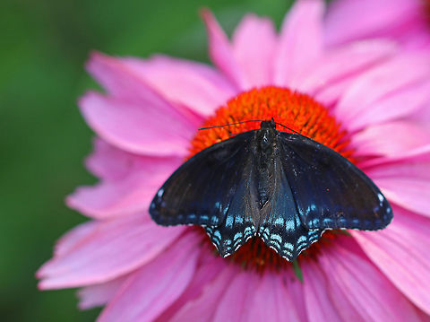Red-spotted Purple - Limenitis arthemis I found this butterfly dead and upside down in a garden. I placed it on this flower to get a photo.

Habitat: Rural garden
https://www.jungledragon.com/image/86451/red-spotted_purple_-_limenitis_arthemis.html Geotagged,Limenitis arthemis,Red-spotted purple,Summer,United States,butterfly