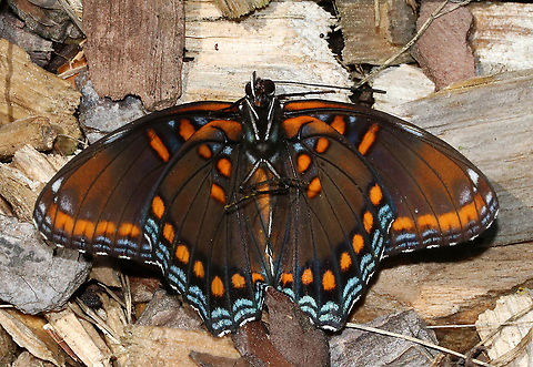 Red-spotted Purple - Limenitis arthemis I found this butterfly dead and upside down in a garden. 

Habitat: Rural garden

https://www.jungledragon.com/image/86450/red-spotted_purple_-_limenitis_arthemis.html Geotagged,Limenitis arthemis,Red-spotted purple,Summer,United States