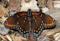 Red-spotted Purple - Limenitis arthemis I found this butterfly dead and upside down in a garden. <br />
<br />
Habitat: Rural garden<br />
<br />
https://www.jungledragon.com/image/86450/red-spotted_purple_-_limenitis_arthemis.html Geotagged,Limenitis arthemis,Red-spotted purple,Summer,United States