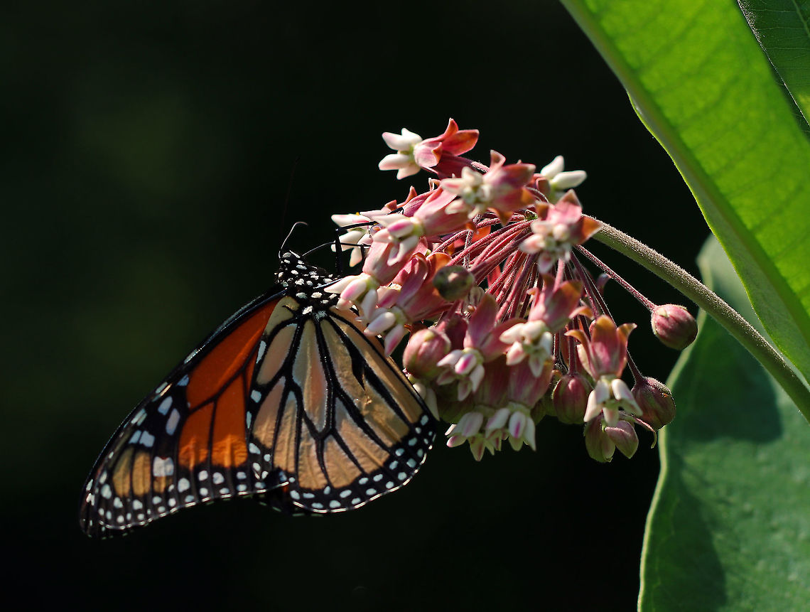 Monarch Butterfly - Danaus plexippus Habitat: On milkweed in a meadow Danaus,Danaus plexippus,Geotagged,Monarch butterfly,Summer,United States,butterfly,monarch