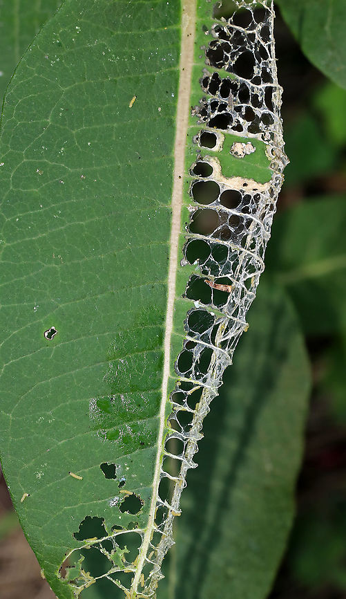 Sawfly Larvae - Order Hymenoptera, Suborder Symphyta I spotted this awesome leaf in passing and stopped to take a quick photo. I didn't get a close look and couldn't see the tiny sawfly larvae on it until loading it on the computer! They were so tiny!<br />
<br />
Habitat: Mixed forest edge Geotagged,Summer,United States,hymenoptera,larva,larvae,sawfly,sawfly larvae