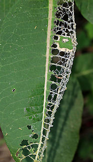 Sawfly Larvae - Order Hymenoptera, Suborder Symphyta I spotted this awesome leaf in passing and stopped to take a quick photo. I didn't get a close look and couldn't see the tiny sawfly larvae on it until loading it on the computer! They were so tiny!

Habitat: Mixed forest edge Geotagged,Summer,United States,hymenoptera,larva,larvae,sawfly,sawfly larvae