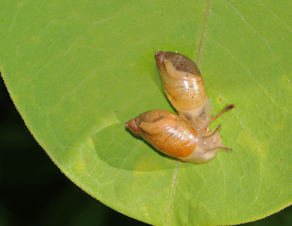 Ambersnails - Oxyloma sp. Air-breathing, terrestrial land snails with beautiful brown, yellow, and gold coloring.<br />
<br />
Habitat: Forest edge Geotagged,Oxyloma,Summer,United States,amber snail,ambersnail,land snail,snail