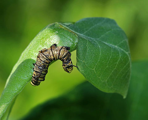 Black Death - Nuclear Polyhedrosis Virus (NPV) on Monarch Caterpillar (Danaus plexippus) This virus enters the nucleus of infected cells and reproduces until the cell begins to produce crystals in the fluids of its host. The host becomes swollen with virus-containing fluid, turns black, and dies. Eventually, the caterpillar's skin will split open and virus particles will spew everywhere.

Habitat: Infected monarch caterpillar (Danaus plexippus) on milkweed in a meadow Black death,Geotagged,NPV,Nuclear Polyhedrosis Virus,Summer,United States,caterpillar,monarch,monarch caterpillar