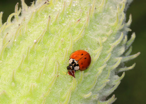 Ladybird Beetle (Harmonia axyridis) with Snack Habitat: On milkweed in a meadow Geotagged,Harlequin Ladybird,Harmonia,Harmonia axyridis,Summer,United States,beetle,ladybug