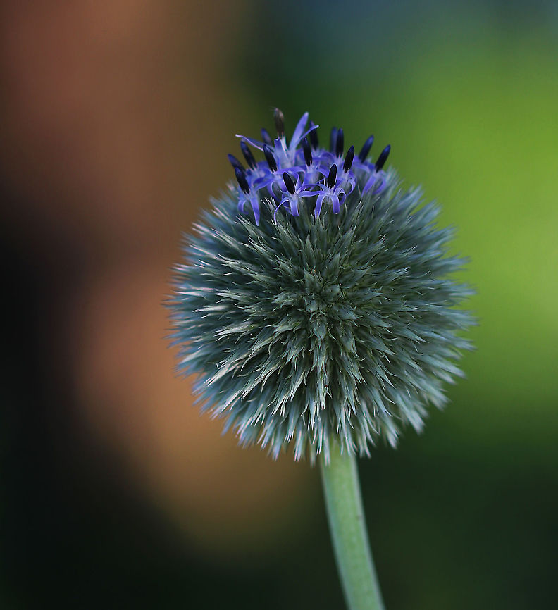Great Globe Thistle - Echinops sphaerocephalus Spherical, purple-blue flowers at the end of a tall spike.<br />
<br />
Habitat: Along the edge of a meadow Echinops sphaerocephalus,Geotagged,Glandular globe-thistle,Summer,United States