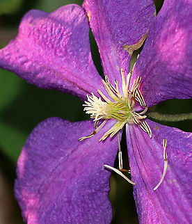Clematis x jackmanii (Hybrid parentage: C. lanuginosa &times; C. viticella) A very commonly grown hybrid.

Habitat: Rural garden
https://www.jungledragon.com/image/86525/clematis_x_jackmanii_hybrid_parentage_c._lanuginosa_c._viticella.html Geotagged,Summer,United States