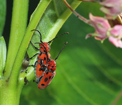 Milkweed Beetles - Tetraopes tetrophthalmus Mating milkweed beetles with red and black aposematic coloring. It seems like nearly every time I find these beetles they are mating! Note that they have a peeper: an ant is watching them through the "window" in the stem.

The scientific names are both derived from the Ancient Greek for "four eyes." Many longhorn beetles have antennae that are situated very near the eye. However, in the red milkweed beetle, this adaptation has been carried to an extreme: the bases of the antennae actually bisect the eye. 

Habitat: Milkweed in a meadow Geotagged,Red milkweed beetle,Summer,Tetraopes tetrophthalmus,United States,beetle,wild love