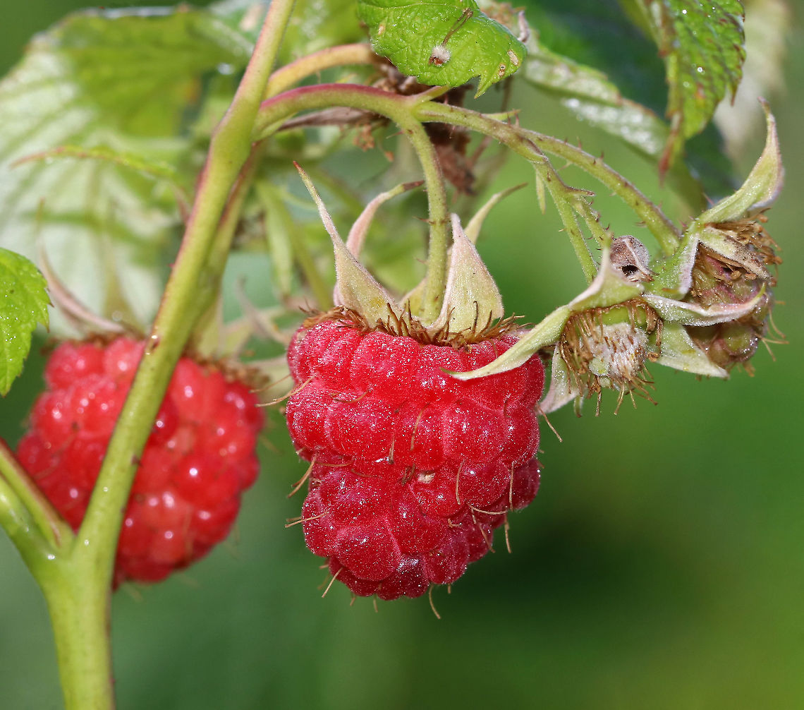 Raspberry - Rubus sp. Perhaps Rubus strigosus?<br />
<br />
Habitat: thicket near the edge of a pond<br />
<figure class="photo"><a href="https://www.jungledragon.com/image/86531/raspberry_-_rubus_sp.html" title="Raspberry - Rubus sp."><img src="https://s3.amazonaws.com/media.jungledragon.com/images/3232/86531_thumb.jpg?AWSAccessKeyId=05GMT0V3GWVNE7GGM1R2&Expires=1770854410&Signature=aSkQhC7HJSTnwiXEXy1QdkdQTUc%3D" width="142" height="152" alt="Raspberry - Rubus sp. Perhaps Rubus strigosus?<br />
<br />
Habitat: thicket near the edge of a pond<br />
https://www.jungledragon.com/image/86528/raspberry_-_rubus_sp.html<br />
https://www.jungledragon.com/image/86530/raspberry_-_rubus_sp.html<br />
https://www.jungledragon.com/image/86529/raspberry_-_rubus_sp.html Geotagged,Summer,United States" /></a></figure><br />
<figure class="photo"><a href="https://www.jungledragon.com/image/86530/raspberry_-_rubus_sp.html" title="Raspberry - Rubus sp."><img src="https://s3.amazonaws.com/media.jungledragon.com/images/3232/86530_thumb.jpg?AWSAccessKeyId=05GMT0V3GWVNE7GGM1R2&Expires=1770854410&Signature=IFju47SY9VMDhDdJ5t6D9FmGlL4%3D" width="200" height="192" alt="Raspberry - Rubus sp. Perhaps Rubus strigosus?<br />
<br />
Habitat: thicket near the edge of a pond<br />
https://www.jungledragon.com/image/86528/raspberry_-_rubus_sp.html<br />
https://www.jungledragon.com/image/86531/raspberry_-_rubus_sp.html<br />
https://www.jungledragon.com/image/86529/raspberry_-_rubus_sp.html Geotagged,Summer,United States" /></a></figure><br />
<figure class="photo"><a href="https://www.jungledragon.com/image/86529/raspberry_-_rubus_sp.html" title="Raspberry - Rubus sp."><img src="https://s3.amazonaws.com/media.jungledragon.com/images/3232/86529_thumb.jpg?AWSAccessKeyId=05GMT0V3GWVNE7GGM1R2&Expires=1770854410&Signature=gJ%2FRvH8Nzxc4JEd9FUDsFfpEMjo%3D" width="118" height="152" alt="Raspberry - Rubus sp. Perhaps Rubus strigosus?<br />
<br />
Habitat: thicket near the edge of a pond<br />
https://www.jungledragon.com/image/86530/raspberry_-_rubus_sp.html<br />
https://www.jungledragon.com/image/86531/raspberry_-_rubus_sp.html<br />
https://www.jungledragon.com/image/86528/raspberry_-_rubus_sp.html Geotagged,Summer,United States" /></a></figure> Geotagged,Summer,United States,raspberry,rubus