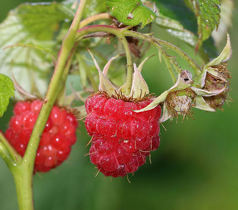 Raspberry - Rubus sp. Perhaps Rubus strigosus?

Habitat: thicket near the edge of a pond
https://www.jungledragon.com/image/86531/raspberry_-_rubus_sp.html
https://www.jungledragon.com/image/86530/raspberry_-_rubus_sp.html
https://www.jungledragon.com/image/86529/raspberry_-_rubus_sp.html Geotagged,Summer,United States,raspberry,rubus