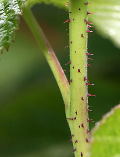 Raspberry - Rubus sp. Perhaps Rubus strigosus?

Habitat: thicket near the edge of a pond
https://www.jungledragon.com/image/86530/raspberry_-_rubus_sp.html
https://www.jungledragon.com/image/86531/raspberry_-_rubus_sp.html
https://www.jungledragon.com/image/86528/raspberry_-_rubus_sp.html Geotagged,Summer,United States