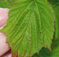 Raspberry - Rubus sp. Perhaps Rubus strigosus?<br />
<br />
Habitat: thicket near the edge of a pond<br />
https://www.jungledragon.com/image/86528/raspberry_-_rubus_sp.html<br />
https://www.jungledragon.com/image/86531/raspberry_-_rubus_sp.html<br />
https://www.jungledragon.com/image/86529/raspberry_-_rubus_sp.html Geotagged,Summer,United States