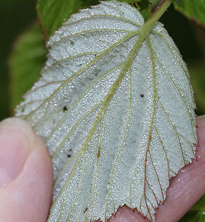 Raspberry - Rubus sp. Perhaps Rubus strigosus?

Habitat: thicket near the edge of a pond
https://www.jungledragon.com/image/86528/raspberry_-_rubus_sp.html
https://www.jungledragon.com/image/86530/raspberry_-_rubus_sp.html
https://www.jungledragon.com/image/86529/raspberry_-_rubus_sp.html Geotagged,Summer,United States