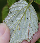 Raspberry - Rubus sp. Perhaps Rubus strigosus?<br />
<br />
Habitat: thicket near the edge of a pond<br />
https://www.jungledragon.com/image/86528/raspberry_-_rubus_sp.html<br />
https://www.jungledragon.com/image/86530/raspberry_-_rubus_sp.html<br />
https://www.jungledragon.com/image/86529/raspberry_-_rubus_sp.html Geotagged,Summer,United States