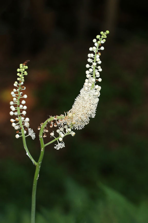 Black Cohosh - Actaea racemosa Black cohosh has been used in traditional medicine by Native Americans for hundreds of years. Even in modern times, it is still used to treat menopausal symptoms. It may be safe to use short-term, but alternately, it may cause liver problems and other serious health problems.<br />
<br />
Habitat: Deciduous forest Actaea,Actaea  racemosa,Black Cohosh,Geotagged,Summer,United States