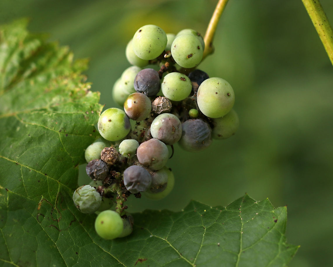 Riverbank Grape - Vitis riparia I find wild grapes to be difficult to ID, but I think this is V. riparia because the underside of the leaves was green with white hairs only along the veins. Also, the leaves were coarsely toothed and alternate. I have no idea why some of the berries were shriveled and gross-looking...maybe mold or pest-related?<br />
<br />
Habitat: In a clearing near a pond.<br />
<figure class="photo"><a href="https://www.jungledragon.com/image/86574/riverbank_grape_-_vitis_riparia.html" title="Riverbank Grape - Vitis riparia"><img src="https://s3.amazonaws.com/media.jungledragon.com/images/3232/86574_thumb.jpg?AWSAccessKeyId=05GMT0V3GWVNE7GGM1R2&Expires=1759968010&Signature=XZDDKhM5bQ8b09A0wf9QEVsB9Oc%3D" width="200" height="148" alt="Riverbank Grape - Vitis riparia I find wild grapes to be difficult to ID, but I think this is V. riparia because the underside of the leaves was green with white hairs only along the veins. Also, the leaves were coarsely toothed and alternate. I have no idea why some of the berries were shriveled and gross-looking...maybe mold or pest-related?<br />
<br />
Habitat: In a clearing near a pond.<br />
https://www.jungledragon.com/image/86571/riverbank_grape_-_vitis_riparia.html<br />
https://www.jungledragon.com/image/86573/riverbank_grape_-_vitis_riparia.html<br />
https://www.jungledragon.com/image/86572/riverbank_grape_-_vitis_riparia.html Geotagged,Riverbank Grape,Summer,United States,Vitis riparia" /></a></figure><br />
<figure class="photo"><a href="https://www.jungledragon.com/image/86573/riverbank_grape_-_vitis_riparia.html" title="Riverbank Grape - Vitis riparia"><img src="https://s3.amazonaws.com/media.jungledragon.com/images/3232/86573_thumb.jpg?AWSAccessKeyId=05GMT0V3GWVNE7GGM1R2&Expires=1759968010&Signature=c86AshFzsOcR4xhMTSoXcdm0aAI%3D" width="200" height="134" alt="Riverbank Grape - Vitis riparia I find wild grapes to be difficult to ID, but I think this is V. riparia because the underside of the leaves was green with white hairs only along the veins. Also, the leaves were coarsely toothed and alternate. I have no idea why some of the berries were shriveled and gross-looking...maybe mold or pest-related?<br />
<br />
Habitat: In a clearing near a pond.<br />
https://www.jungledragon.com/image/86571/riverbank_grape_-_vitis_riparia.html<br />
https://www.jungledragon.com/image/86574/riverbank_grape_-_vitis_riparia.html<br />
https://www.jungledragon.com/image/86572/riverbank_grape_-_vitis_riparia.html Geotagged,Riverbank Grape,Summer,United States,Vitis riparia" /></a></figure><br />
<figure class="photo"><a href="https://www.jungledragon.com/image/86572/riverbank_grape_-_vitis_riparia.html" title="Riverbank Grape - Vitis riparia"><img src="https://s3.amazonaws.com/media.jungledragon.com/images/3232/86572_thumb.jpg?AWSAccessKeyId=05GMT0V3GWVNE7GGM1R2&Expires=1759968010&Signature=ZrAyEEbSkToOJ%2FIYSdkCEPNqeK4%3D" width="200" height="130" alt="Riverbank Grape - Vitis riparia I find wild grapes to be difficult to ID, but I think this is V. riparia because the underside of the leaves was green with white hairs only along the veins. Also, the leaves were coarsely toothed and alternate. I have no idea why some of the berries were shriveled and gross-looking...maybe mold or pest-related?<br />
<br />
Habitat: In a clearing near a pond.<br />
https://www.jungledragon.com/image/86571/riverbank_grape_-_vitis_riparia.html<br />
https://www.jungledragon.com/image/86574/riverbank_grape_-_vitis_riparia.html<br />
https://www.jungledragon.com/image/86573/riverbank_grape_-_vitis_riparia.html Geotagged,Riverbank Grape,Summer,United States,Vitis riparia" /></a></figure> Geotagged,Summer,United States,Vitis riparia,grape,vitis,wild grape