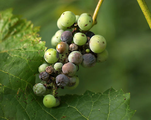 Riverbank Grape - Vitis riparia I find wild grapes to be difficult to ID, but I think this is V. riparia because the underside of the leaves was green with white hairs only along the veins. Also, the leaves were coarsely toothed and alternate. I have no idea why some of the berries were shriveled and gross-looking...maybe mold or pest-related?

Habitat: In a clearing near a pond.
https://www.jungledragon.com/image/86574/riverbank_grape_-_vitis_riparia.html
https://www.jungledragon.com/image/86573/riverbank_grape_-_vitis_riparia.html
https://www.jungledragon.com/image/86572/riverbank_grape_-_vitis_riparia.html Geotagged,Summer,United States,Vitis riparia,grape,vitis,wild grape