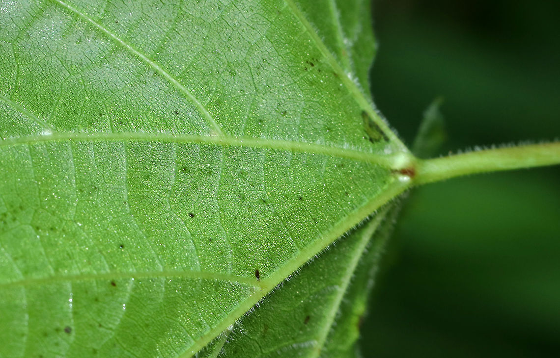 Riverbank Grape - Vitis riparia I find wild grapes to be difficult to ID, but I think this is V. riparia because the underside of the leaves was green with white hairs only along the veins. Also, the leaves were coarsely toothed and alternate. I have no idea why some of the berries were shriveled and gross-looking...maybe mold or pest-related?<br />
<br />
Habitat: In a clearing near a pond.<br />
<figure class="photo"><a href="https://www.jungledragon.com/image/86571/riverbank_grape_-_vitis_riparia.html" title="Riverbank Grape - Vitis riparia"><img src="https://s3.amazonaws.com/media.jungledragon.com/images/3232/86571_thumb.jpg?AWSAccessKeyId=05GMT0V3GWVNE7GGM1R2&Expires=1769040010&Signature=Yb8nUHhKSrfANmEO6qATYlwGs6s%3D" width="200" height="162" alt="Riverbank Grape - Vitis riparia I find wild grapes to be difficult to ID, but I think this is V. riparia because the underside of the leaves was green with white hairs only along the veins. Also, the leaves were coarsely toothed and alternate. I have no idea why some of the berries were shriveled and gross-looking...maybe mold or pest-related?<br />
<br />
Habitat: In a clearing near a pond.<br />
https://www.jungledragon.com/image/86574/riverbank_grape_-_vitis_riparia.html<br />
https://www.jungledragon.com/image/86573/riverbank_grape_-_vitis_riparia.html<br />
https://www.jungledragon.com/image/86572/riverbank_grape_-_vitis_riparia.html Geotagged,Summer,United States,Vitis riparia,grape,vitis,wild grape" /></a></figure><br />
<figure class="photo"><a href="https://www.jungledragon.com/image/86574/riverbank_grape_-_vitis_riparia.html" title="Riverbank Grape - Vitis riparia"><img src="https://s3.amazonaws.com/media.jungledragon.com/images/3232/86574_thumb.jpg?AWSAccessKeyId=05GMT0V3GWVNE7GGM1R2&Expires=1769040010&Signature=%2BYf8%2FSa9N8GAlPQz%2B%2F4TWyEwTz4%3D" width="200" height="148" alt="Riverbank Grape - Vitis riparia I find wild grapes to be difficult to ID, but I think this is V. riparia because the underside of the leaves was green with white hairs only along the veins. Also, the leaves were coarsely toothed and alternate. I have no idea why some of the berries were shriveled and gross-looking...maybe mold or pest-related?<br />
<br />
Habitat: In a clearing near a pond.<br />
https://www.jungledragon.com/image/86571/riverbank_grape_-_vitis_riparia.html<br />
https://www.jungledragon.com/image/86573/riverbank_grape_-_vitis_riparia.html<br />
https://www.jungledragon.com/image/86572/riverbank_grape_-_vitis_riparia.html Geotagged,Riverbank Grape,Summer,United States,Vitis riparia" /></a></figure><br />
<figure class="photo"><a href="https://www.jungledragon.com/image/86573/riverbank_grape_-_vitis_riparia.html" title="Riverbank Grape - Vitis riparia"><img src="https://s3.amazonaws.com/media.jungledragon.com/images/3232/86573_thumb.jpg?AWSAccessKeyId=05GMT0V3GWVNE7GGM1R2&Expires=1769040010&Signature=QkumPwWK83%2BzAru6%2BtVwQ%2ByU7gQ%3D" width="200" height="134" alt="Riverbank Grape - Vitis riparia I find wild grapes to be difficult to ID, but I think this is V. riparia because the underside of the leaves was green with white hairs only along the veins. Also, the leaves were coarsely toothed and alternate. I have no idea why some of the berries were shriveled and gross-looking...maybe mold or pest-related?<br />
<br />
Habitat: In a clearing near a pond.<br />
https://www.jungledragon.com/image/86571/riverbank_grape_-_vitis_riparia.html<br />
https://www.jungledragon.com/image/86574/riverbank_grape_-_vitis_riparia.html<br />
https://www.jungledragon.com/image/86572/riverbank_grape_-_vitis_riparia.html Geotagged,Riverbank Grape,Summer,United States,Vitis riparia" /></a></figure> Geotagged,Riverbank Grape,Summer,United States,Vitis riparia