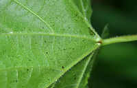 Riverbank Grape - Vitis riparia I find wild grapes to be difficult to ID, but I think this is V. riparia because the underside of the leaves was green with white hairs only along the veins. Also, the leaves were coarsely toothed and alternate. I have no idea why some of the berries were shriveled and gross-looking...maybe mold or pest-related?<br />
<br />
Habitat: In a clearing near a pond.<br />
https://www.jungledragon.com/image/86571/riverbank_grape_-_vitis_riparia.html<br />
https://www.jungledragon.com/image/86574/riverbank_grape_-_vitis_riparia.html<br />
https://www.jungledragon.com/image/86573/riverbank_grape_-_vitis_riparia.html Geotagged,Riverbank Grape,Summer,United States,Vitis riparia