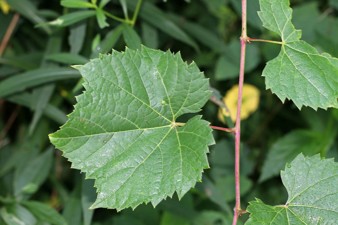 Riverbank Grape - Vitis riparia I find wild grapes to be difficult to ID, but I think this is V. riparia because the underside of the leaves was green with white hairs only along the veins. Also, the leaves were coarsely toothed and alternate. I have no idea why some of the berries were shriveled and gross-looking...maybe mold or pest-related?<br />
<br />
Habitat: In a clearing near a pond.<br />
<figure class="photo"><a href="https://www.jungledragon.com/image/86571/riverbank_grape_-_vitis_riparia.html" title="Riverbank Grape - Vitis riparia"><img src="https://s3.amazonaws.com/media.jungledragon.com/images/3232/86571_thumb.jpg?AWSAccessKeyId=05GMT0V3GWVNE7GGM1R2&Expires=1769040010&Signature=Yb8nUHhKSrfANmEO6qATYlwGs6s%3D" width="200" height="162" alt="Riverbank Grape - Vitis riparia I find wild grapes to be difficult to ID, but I think this is V. riparia because the underside of the leaves was green with white hairs only along the veins. Also, the leaves were coarsely toothed and alternate. I have no idea why some of the berries were shriveled and gross-looking...maybe mold or pest-related?<br />
<br />
Habitat: In a clearing near a pond.<br />
https://www.jungledragon.com/image/86574/riverbank_grape_-_vitis_riparia.html<br />
https://www.jungledragon.com/image/86573/riverbank_grape_-_vitis_riparia.html<br />
https://www.jungledragon.com/image/86572/riverbank_grape_-_vitis_riparia.html Geotagged,Summer,United States,Vitis riparia,grape,vitis,wild grape" /></a></figure><br />
<figure class="photo"><a href="https://www.jungledragon.com/image/86574/riverbank_grape_-_vitis_riparia.html" title="Riverbank Grape - Vitis riparia"><img src="https://s3.amazonaws.com/media.jungledragon.com/images/3232/86574_thumb.jpg?AWSAccessKeyId=05GMT0V3GWVNE7GGM1R2&Expires=1769040010&Signature=%2BYf8%2FSa9N8GAlPQz%2B%2F4TWyEwTz4%3D" width="200" height="148" alt="Riverbank Grape - Vitis riparia I find wild grapes to be difficult to ID, but I think this is V. riparia because the underside of the leaves was green with white hairs only along the veins. Also, the leaves were coarsely toothed and alternate. I have no idea why some of the berries were shriveled and gross-looking...maybe mold or pest-related?<br />
<br />
Habitat: In a clearing near a pond.<br />
https://www.jungledragon.com/image/86571/riverbank_grape_-_vitis_riparia.html<br />
https://www.jungledragon.com/image/86573/riverbank_grape_-_vitis_riparia.html<br />
https://www.jungledragon.com/image/86572/riverbank_grape_-_vitis_riparia.html Geotagged,Riverbank Grape,Summer,United States,Vitis riparia" /></a></figure><br />
<figure class="photo"><a href="https://www.jungledragon.com/image/86572/riverbank_grape_-_vitis_riparia.html" title="Riverbank Grape - Vitis riparia"><img src="https://s3.amazonaws.com/media.jungledragon.com/images/3232/86572_thumb.jpg?AWSAccessKeyId=05GMT0V3GWVNE7GGM1R2&Expires=1769040010&Signature=kq8uDfXVCphd4XQk%2BtlPTqJ5qYg%3D" width="200" height="130" alt="Riverbank Grape - Vitis riparia I find wild grapes to be difficult to ID, but I think this is V. riparia because the underside of the leaves was green with white hairs only along the veins. Also, the leaves were coarsely toothed and alternate. I have no idea why some of the berries were shriveled and gross-looking...maybe mold or pest-related?<br />
<br />
Habitat: In a clearing near a pond.<br />
https://www.jungledragon.com/image/86571/riverbank_grape_-_vitis_riparia.html<br />
https://www.jungledragon.com/image/86574/riverbank_grape_-_vitis_riparia.html<br />
https://www.jungledragon.com/image/86573/riverbank_grape_-_vitis_riparia.html Geotagged,Riverbank Grape,Summer,United States,Vitis riparia" /></a></figure> Geotagged,Riverbank Grape,Summer,United States,Vitis riparia