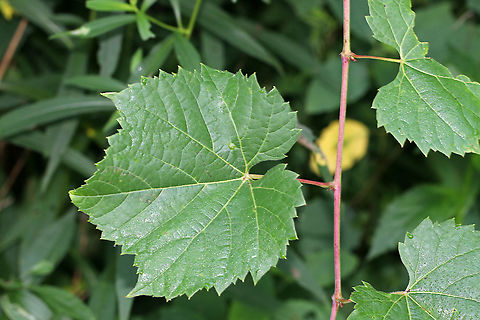 Riverbank Grape - Vitis riparia I find wild grapes to be difficult to ID, but I think this is V. riparia because the underside of the leaves was green with white hairs only along the veins. Also, the leaves were coarsely toothed and alternate. I have no idea why some of the berries were shriveled and gross-looking...maybe mold or pest-related?

Habitat: In a clearing near a pond.
https://www.jungledragon.com/image/86571/riverbank_grape_-_vitis_riparia.html
https://www.jungledragon.com/image/86574/riverbank_grape_-_vitis_riparia.html
https://www.jungledragon.com/image/86572/riverbank_grape_-_vitis_riparia.html Geotagged,Riverbank Grape,Summer,United States,Vitis riparia