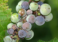 Riverbank Grape - Vitis riparia I find wild grapes to be difficult to ID, but I think this is V. riparia because the underside of the leaves was green with white hairs only along the veins. Also, the leaves were coarsely toothed and alternate. I have no idea why some of the berries were shriveled and gross-looking...maybe mold or pest-related?<br />
<br />
Habitat: In a clearing near a pond.<br />
https://www.jungledragon.com/image/86571/riverbank_grape_-_vitis_riparia.html<br />
https://www.jungledragon.com/image/86573/riverbank_grape_-_vitis_riparia.html<br />
https://www.jungledragon.com/image/86572/riverbank_grape_-_vitis_riparia.html Geotagged,Riverbank Grape,Summer,United States,Vitis riparia